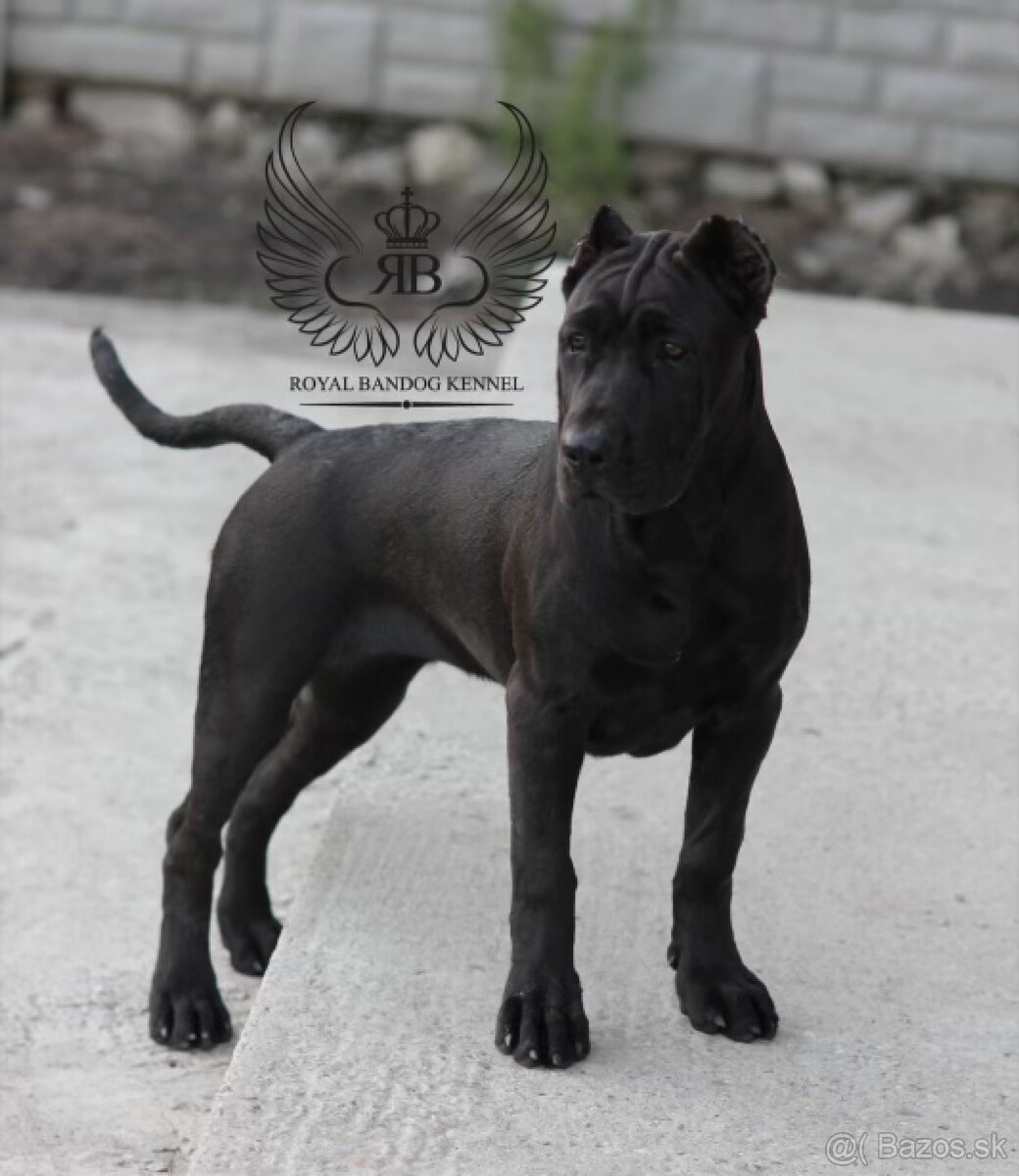 Bandog