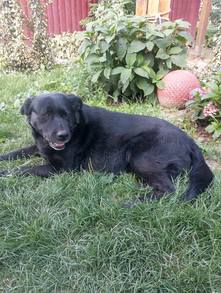 Darujem labradora