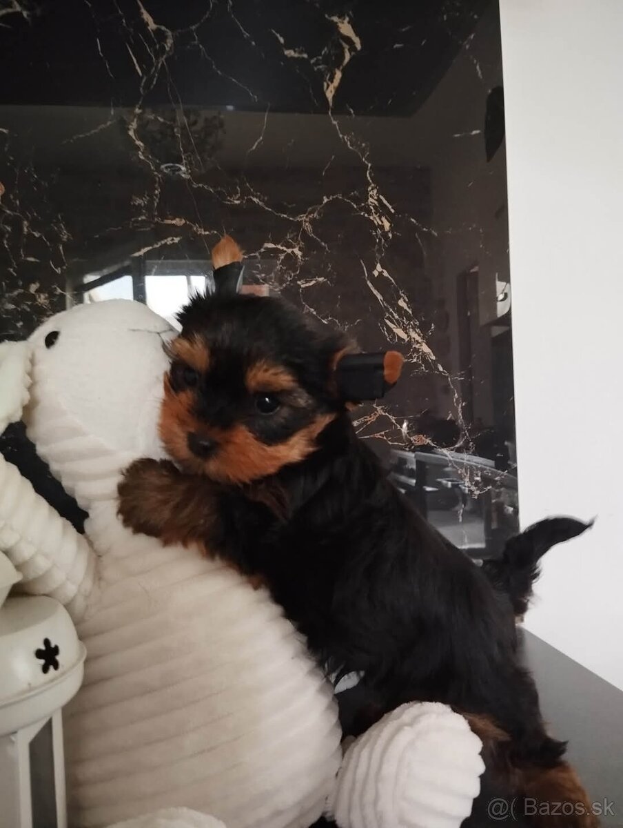 Yorkshire teriér šteniatka