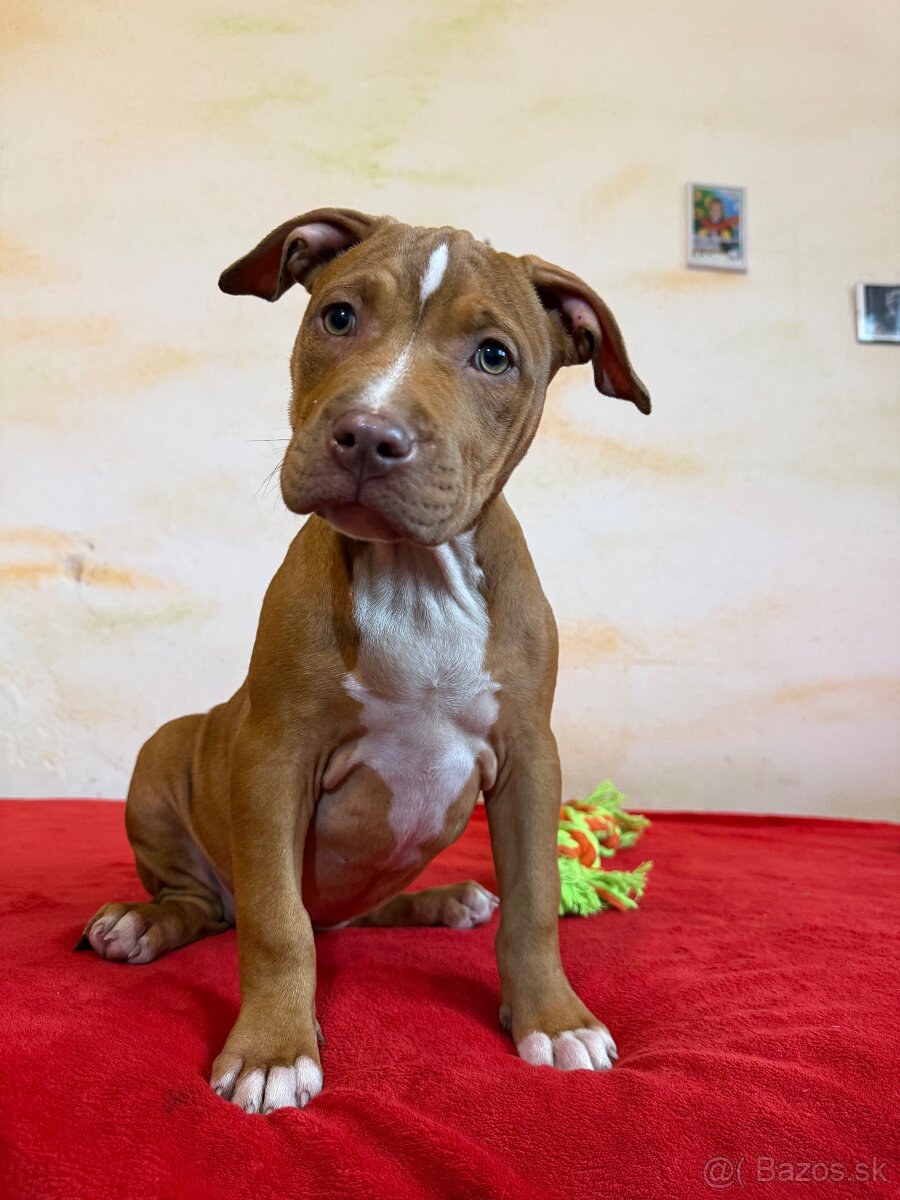 American bully ABKC