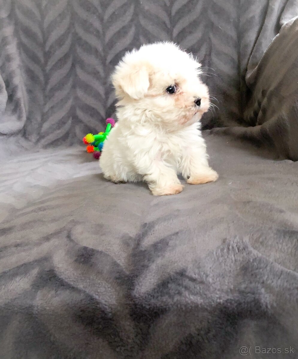 Mini Maltezak, Mini Maltézsky psík - fenka