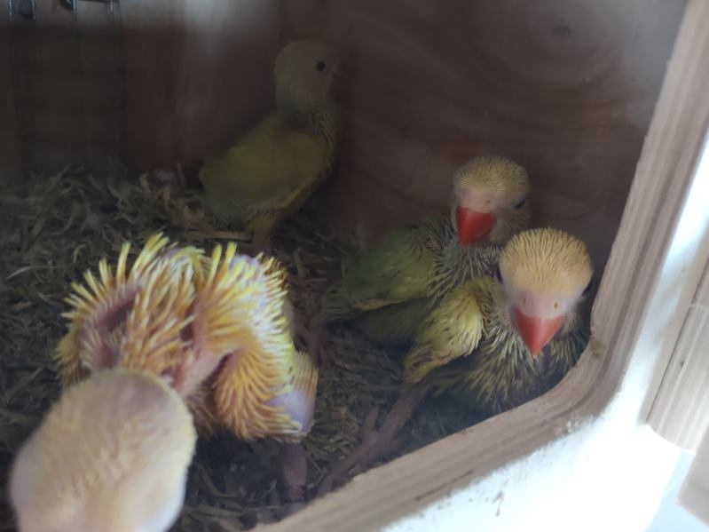 Predám nové búdky