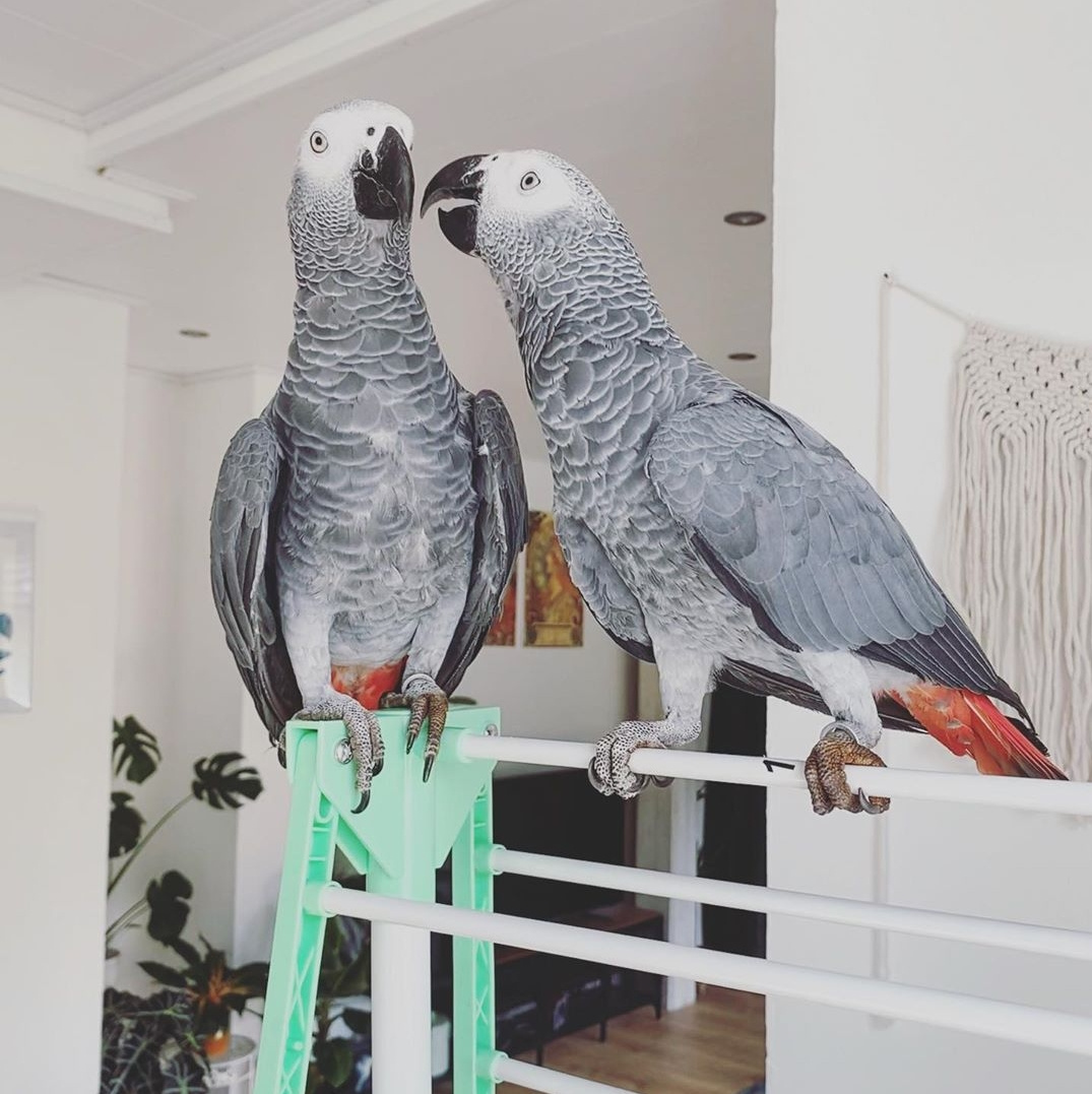Looking for a feathered friend who’s smart, affectionate, an