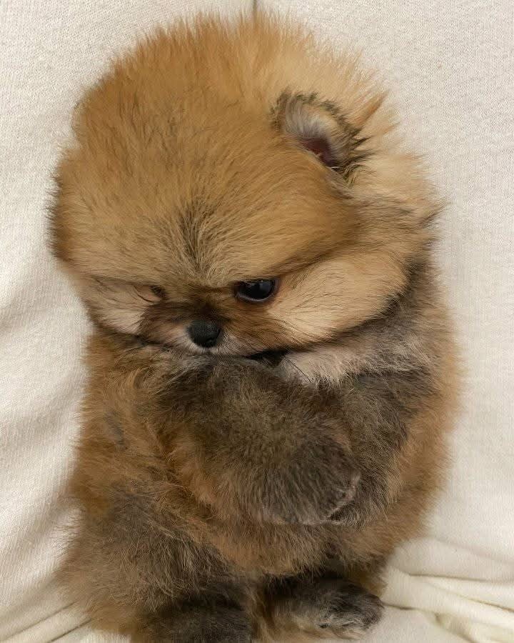 Pomeranian Boo
