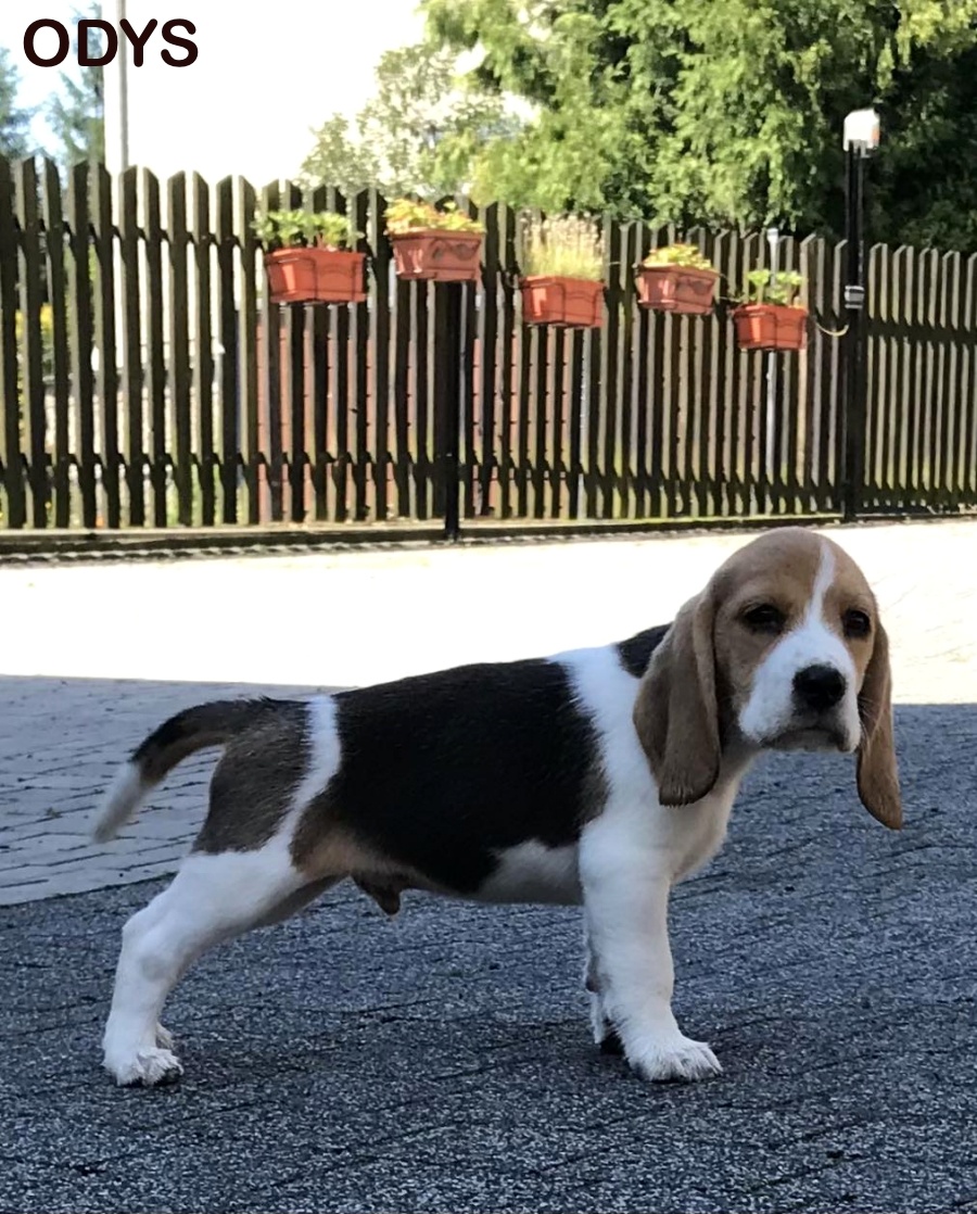 Bigl Bígel Beagle s PP FCI