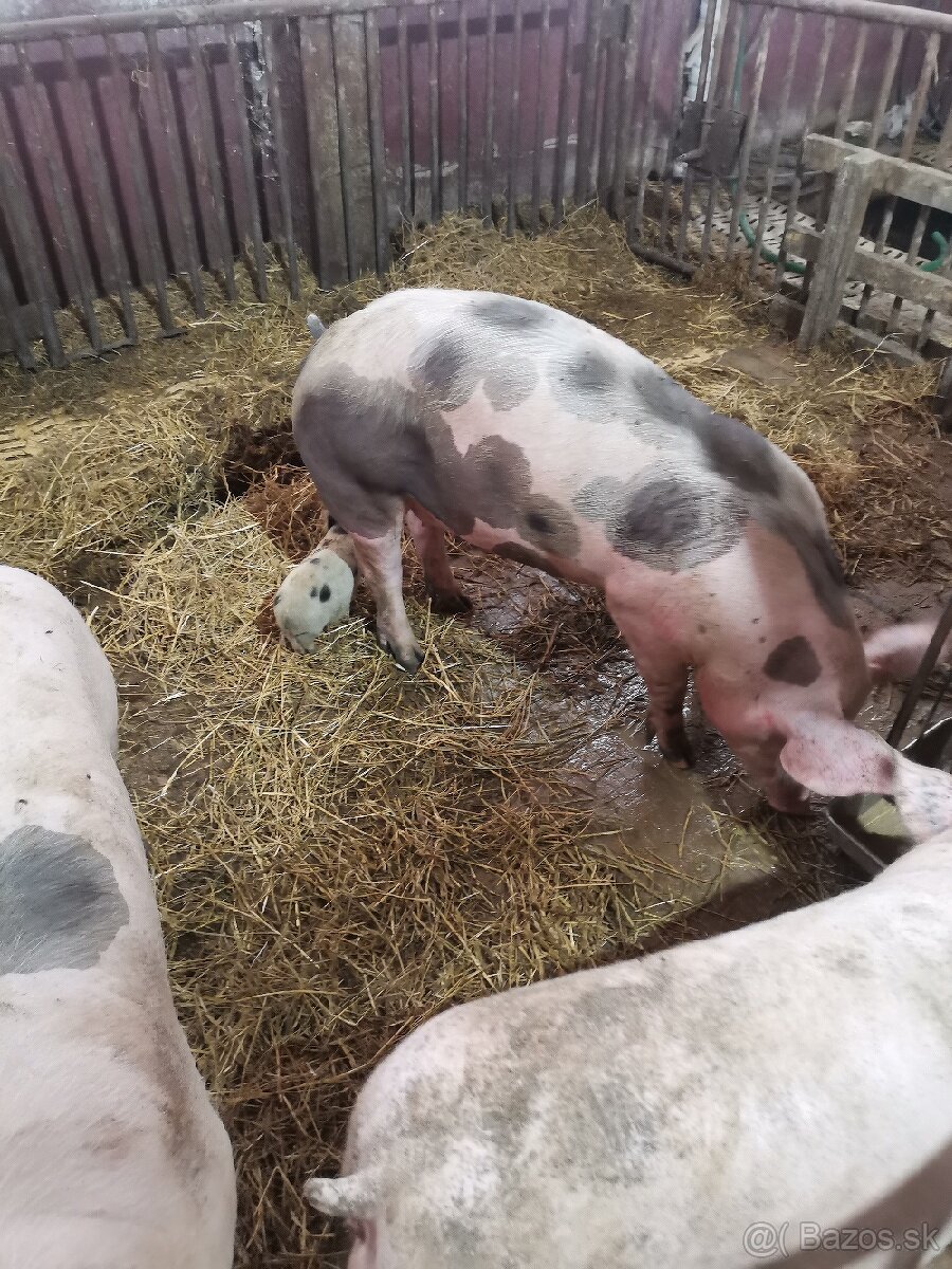 Predám ošípané vaha cca 90-100kg