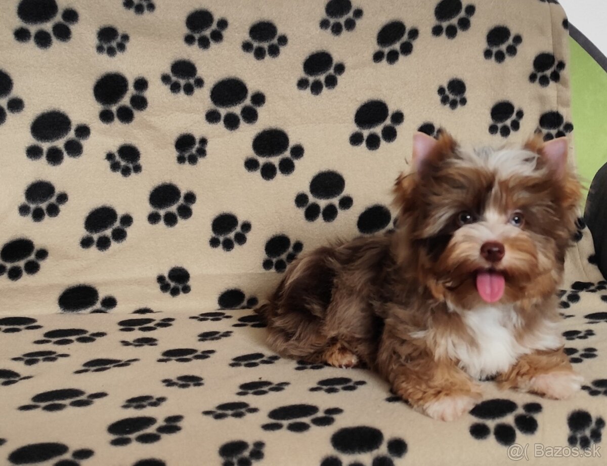 Yorkshire terrier
