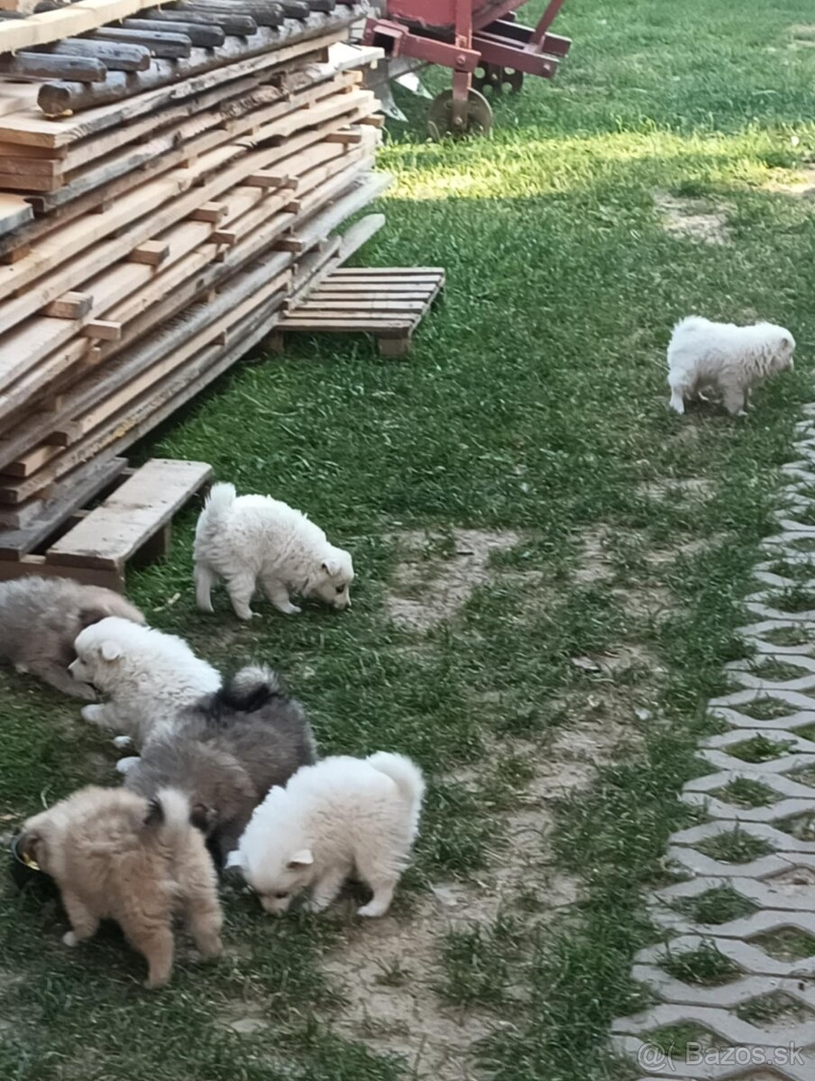 Nemecký špic
