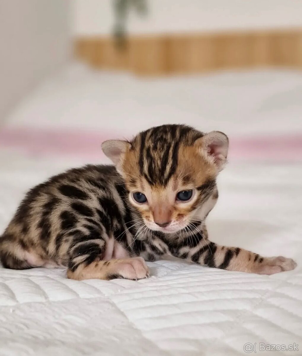 Bengálske mačiatka na adopciu.