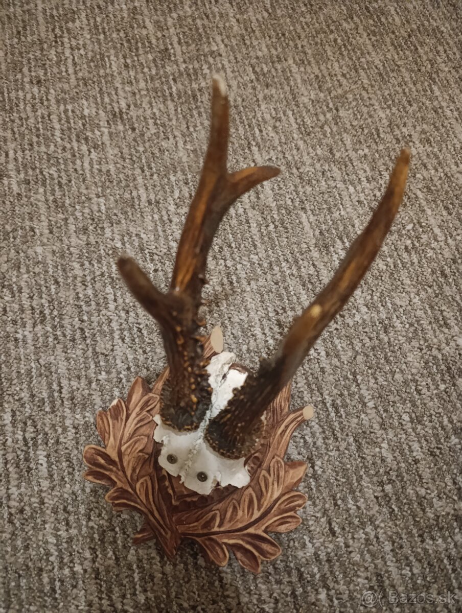 Predám zbierku parožia