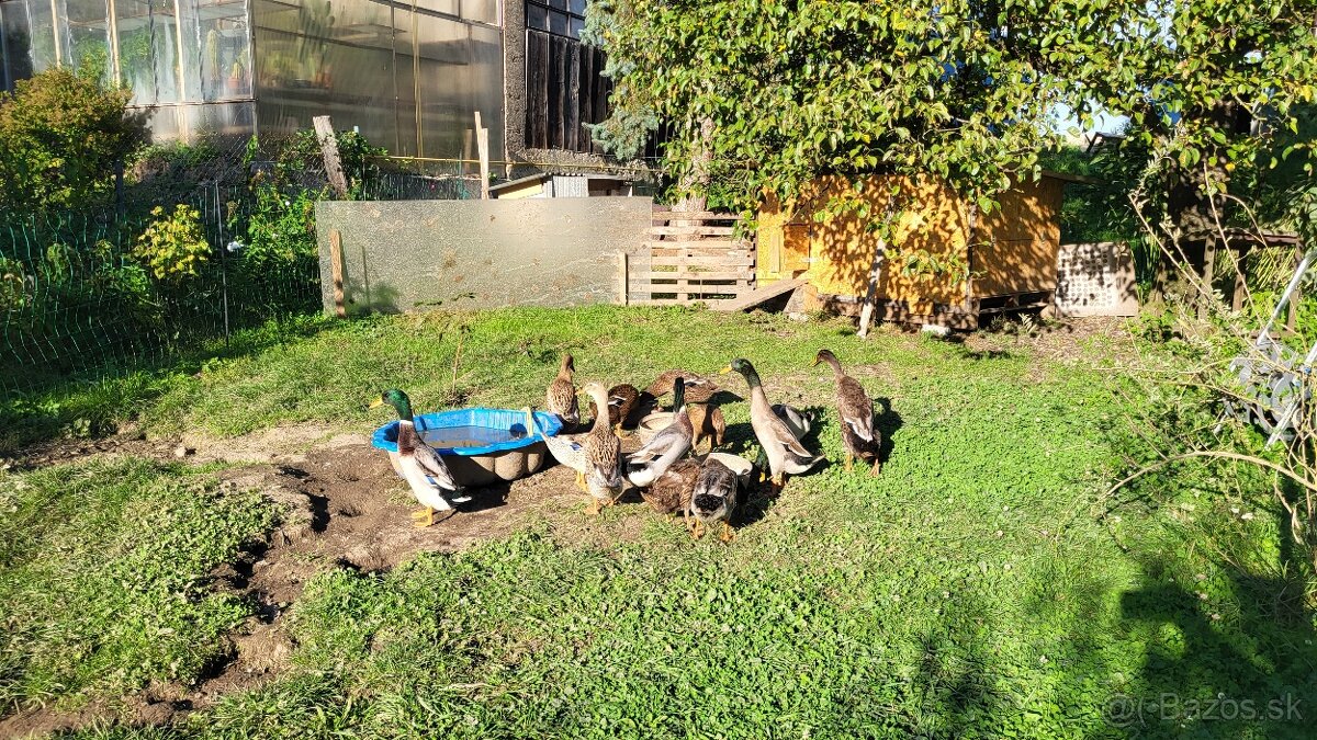 Predám indické bežce