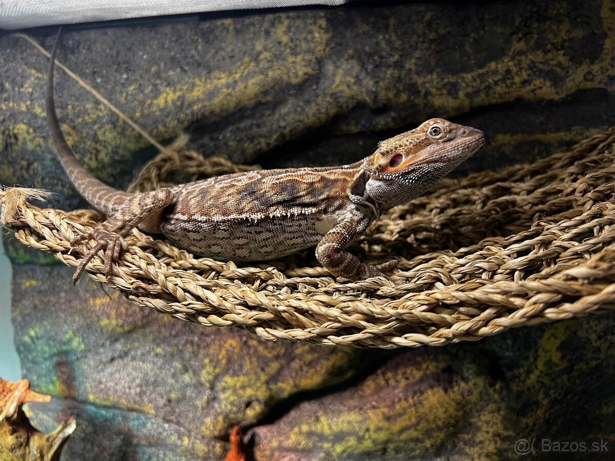Agama bradatá