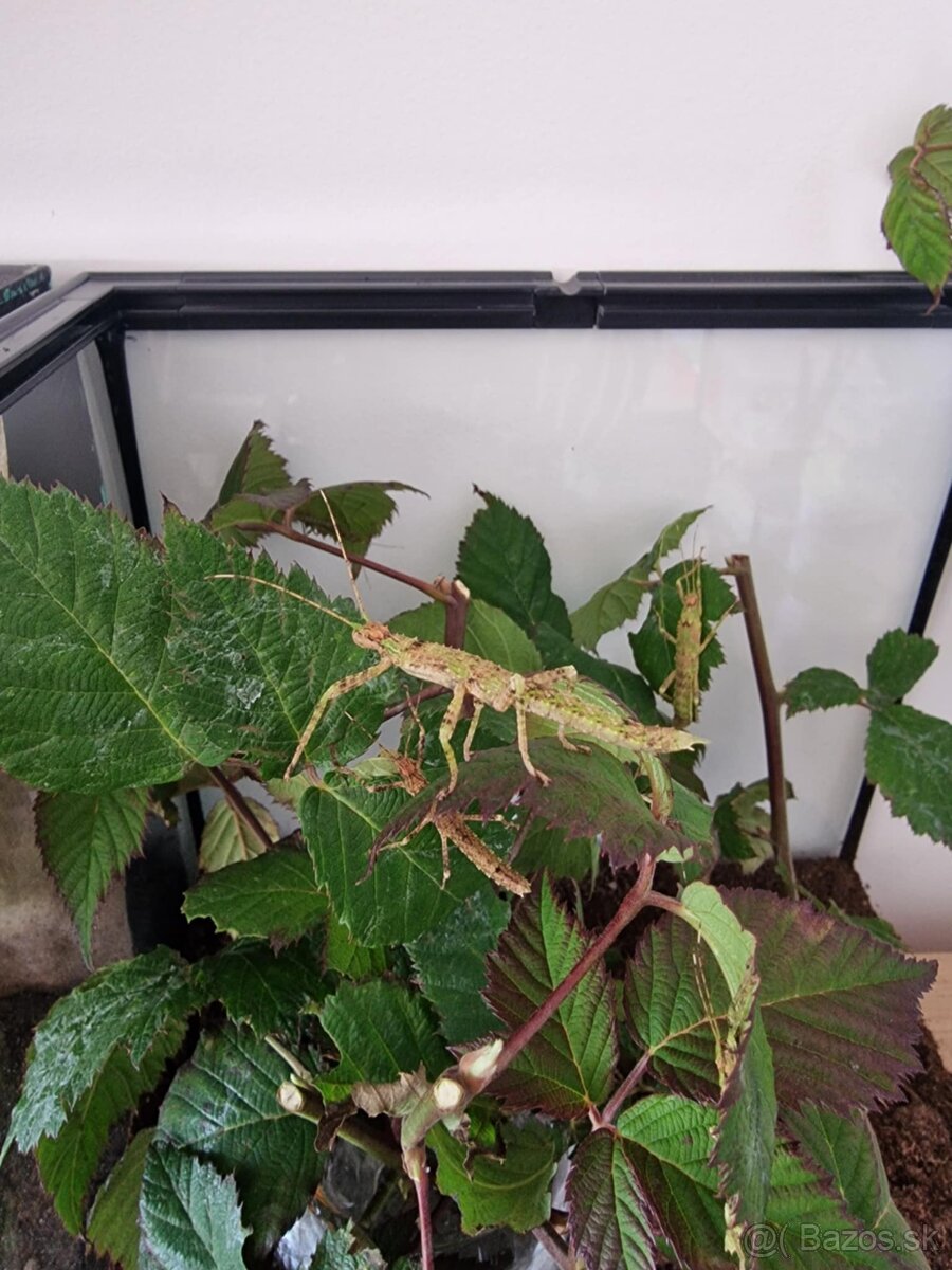 Pakobylka drapľavá - Eurycantha calcarata