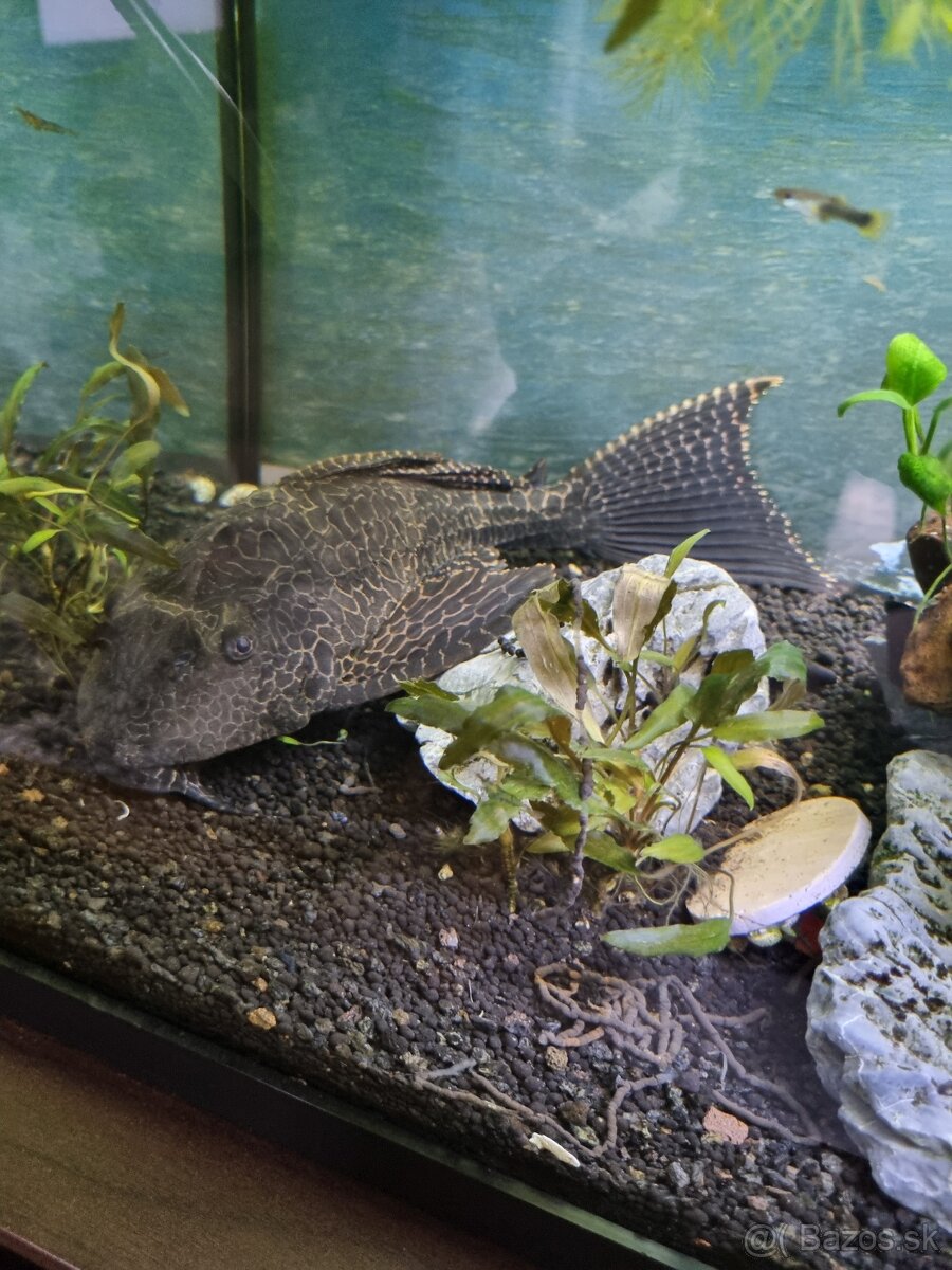 Predam Prísavník veľkoplutvý - Glyptoperichthys gibbiceps