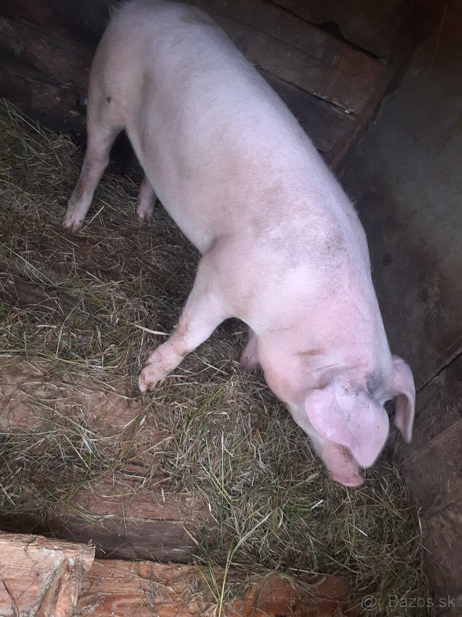 Dobri ďeň
