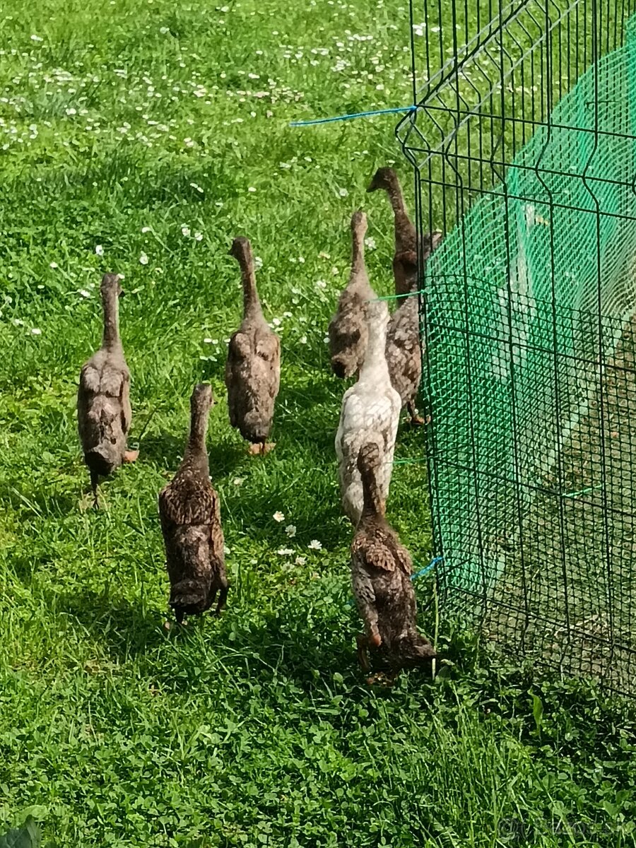 Indické bezce a kohúty vlaskej jarabicej