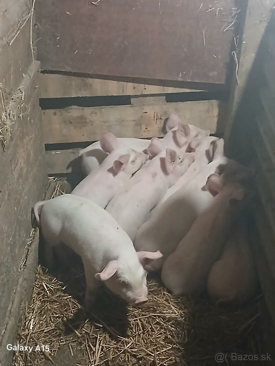 Na predaj odštavčata