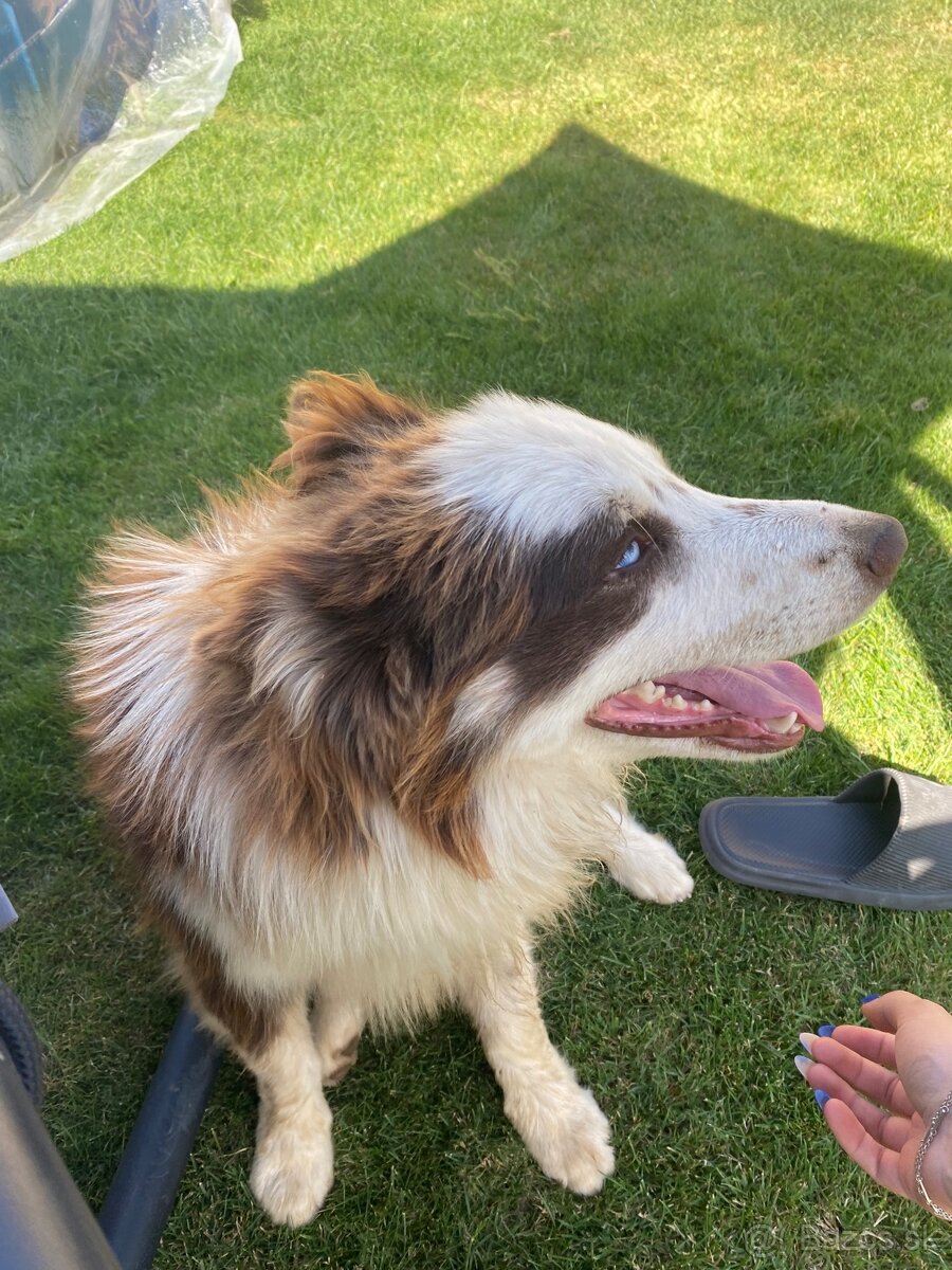 Psík Border kólia – red merle