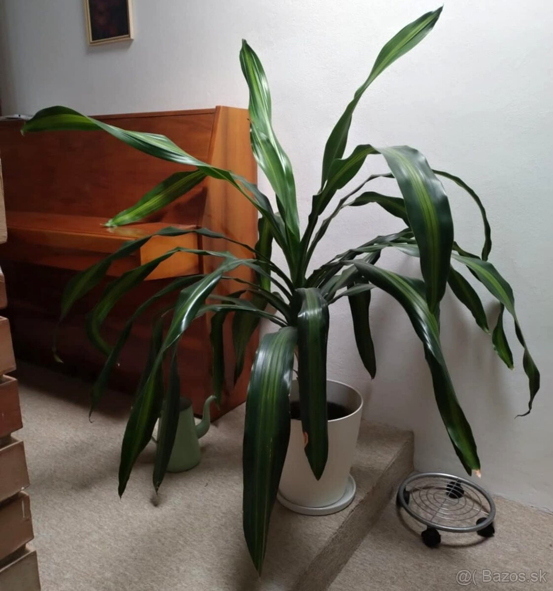 Dracena s bielym kvetináčom