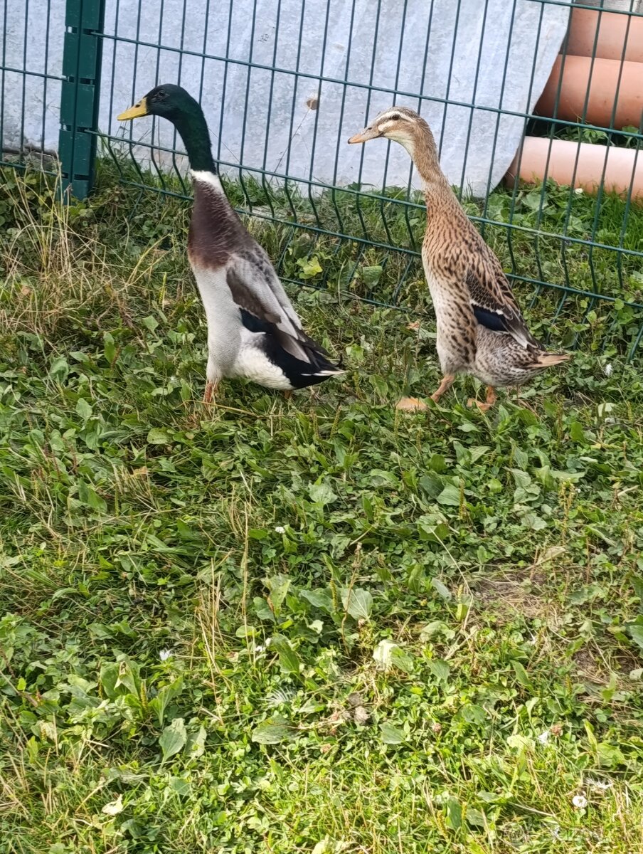 Predám párik Indických bezčov