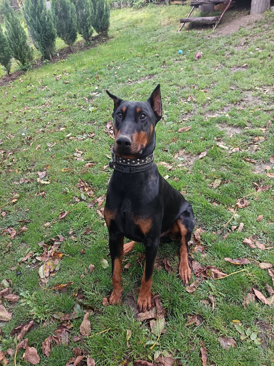 Predám dobermana