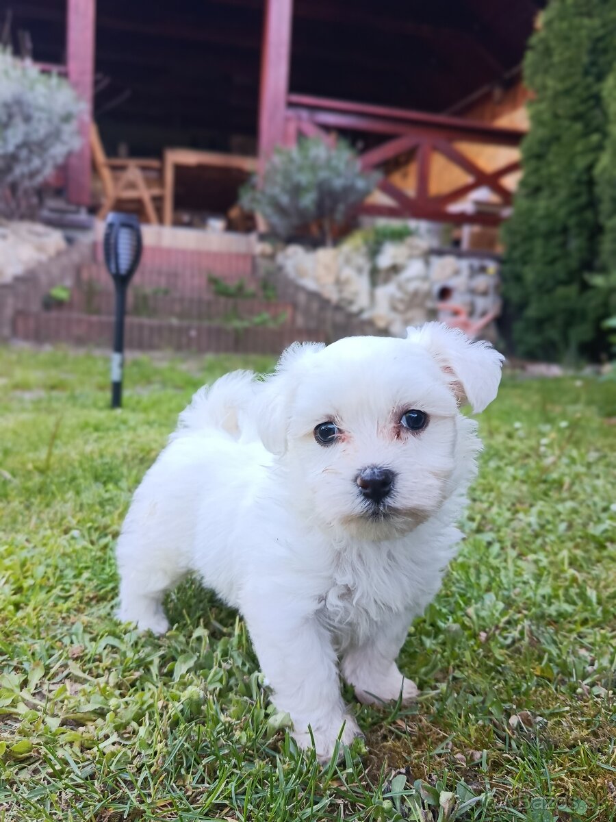 Maltezsky psík ,maltezak