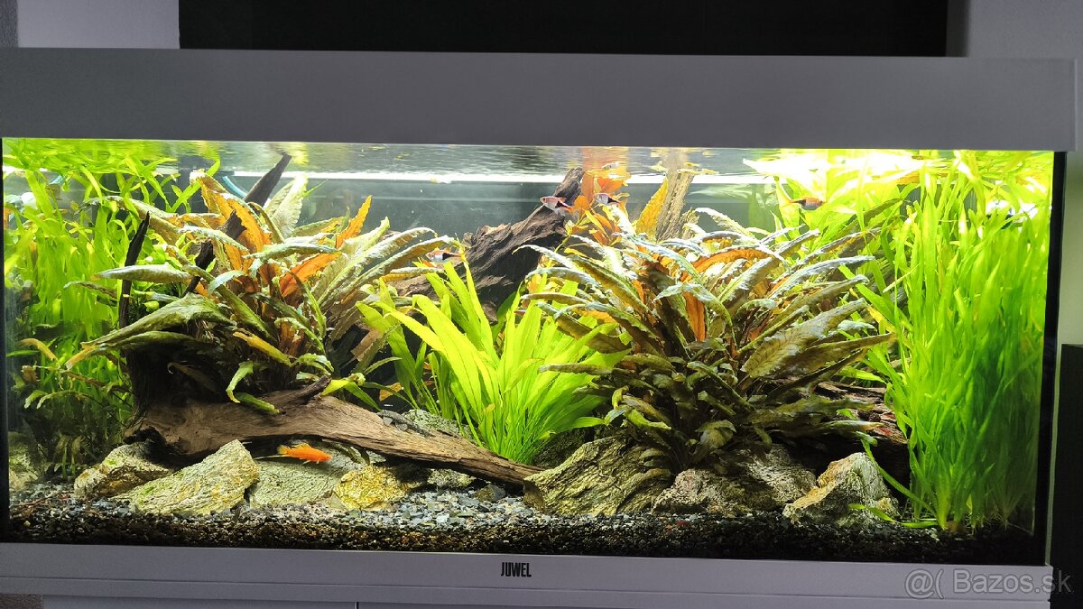 Rastliny do akvaria