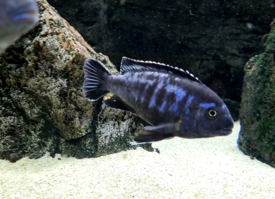 Africké cichlidy