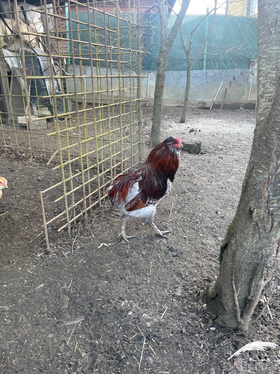 Araucana kohút