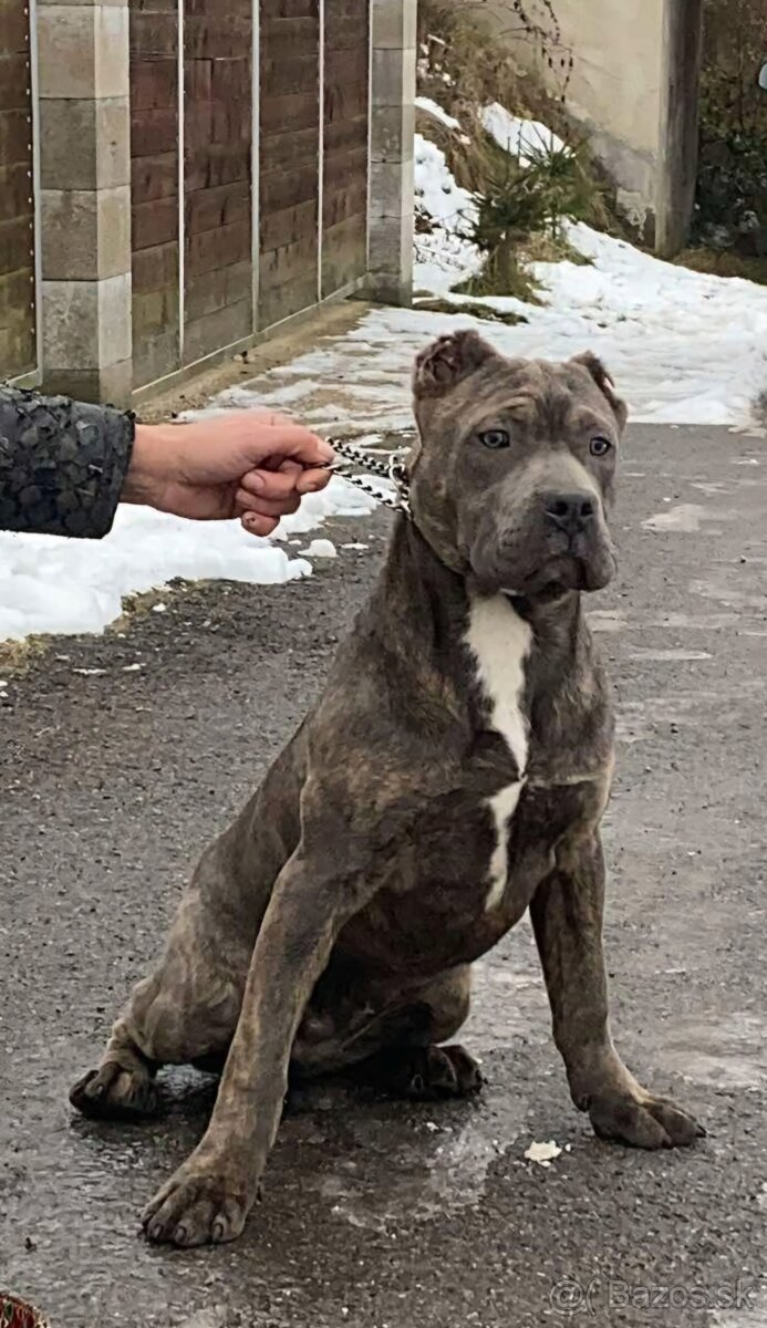 American bully