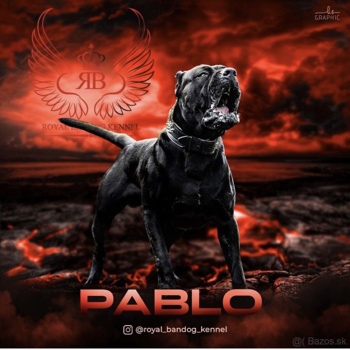 Americky bandog / Bandog