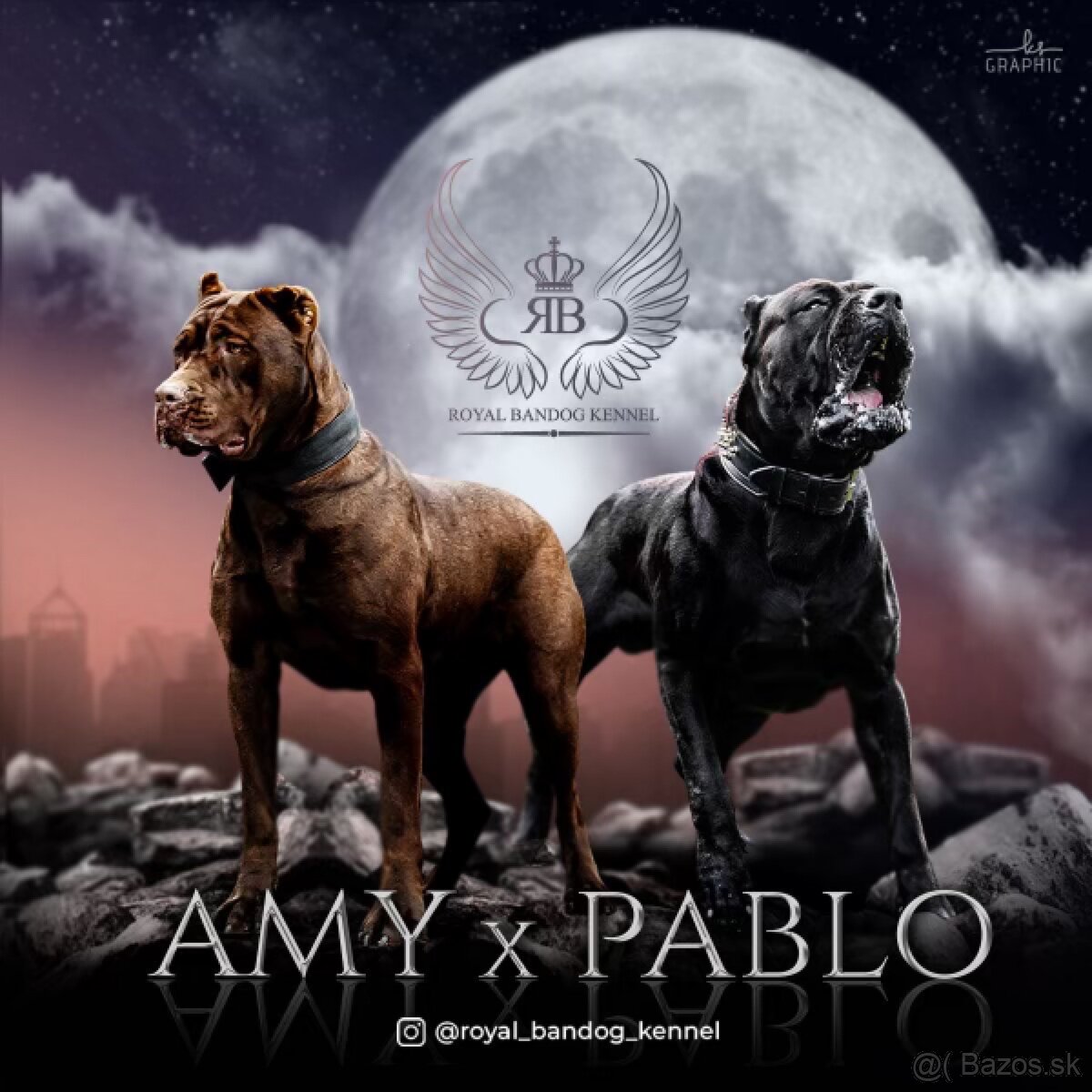 Americky bandog / Bandog