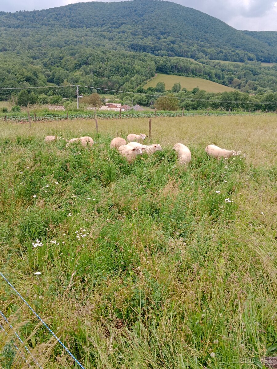 Jahňa (baran)