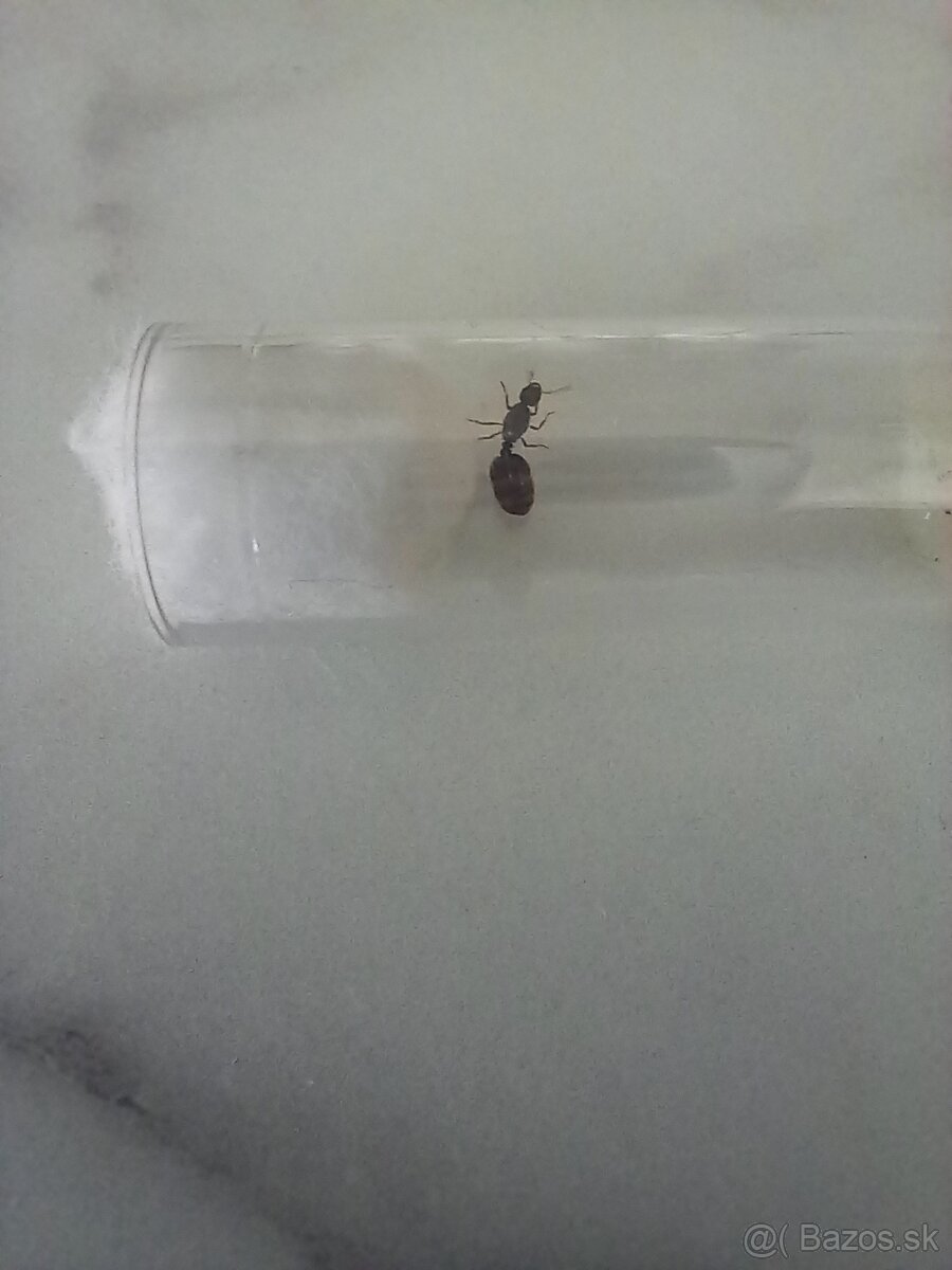 Kráľovna Solenopsis fugax