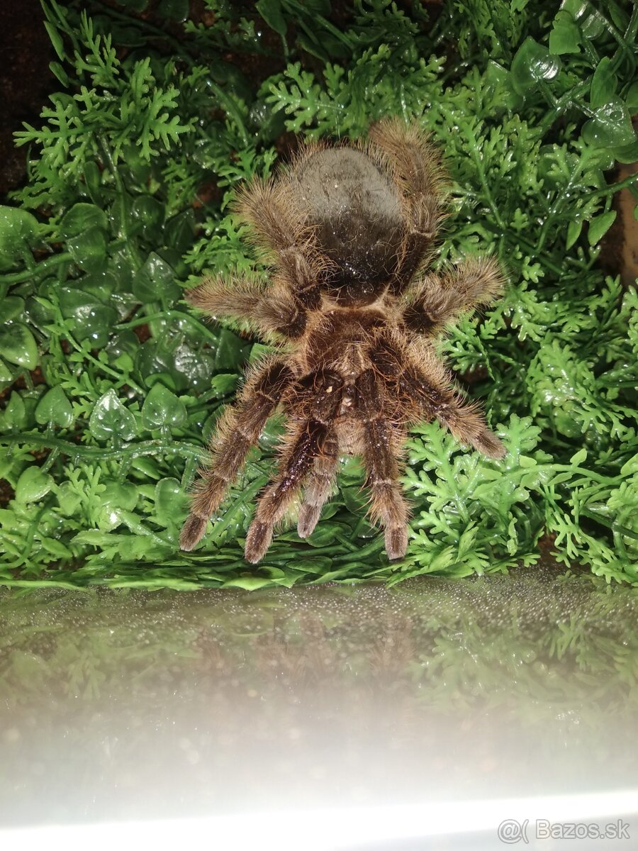 Tlitlocatl Albobilus