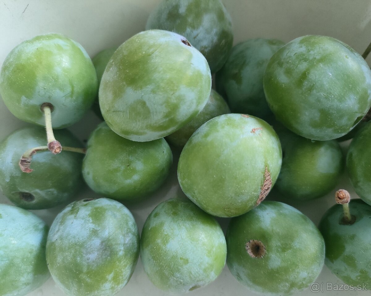 Predám bio ovocie - veľké žlto zelené ringloty