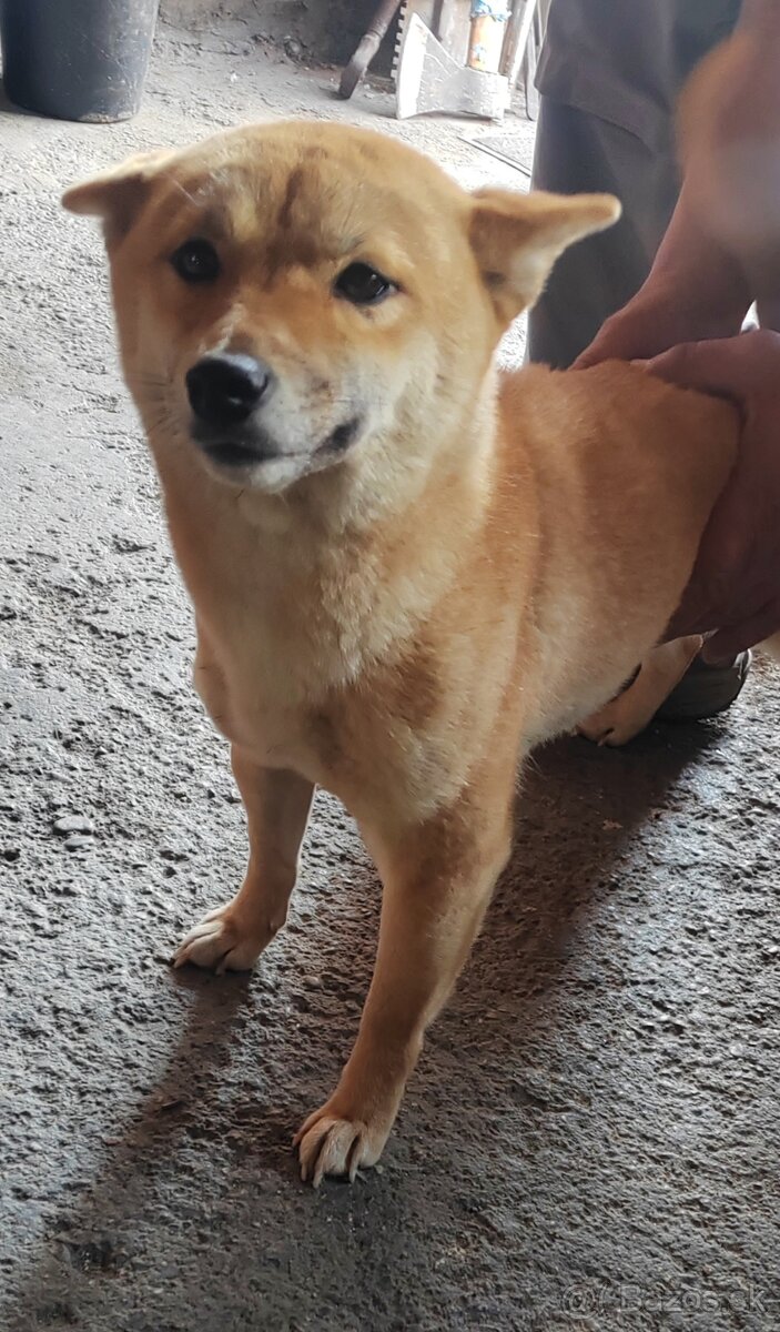 SHIBA INU
