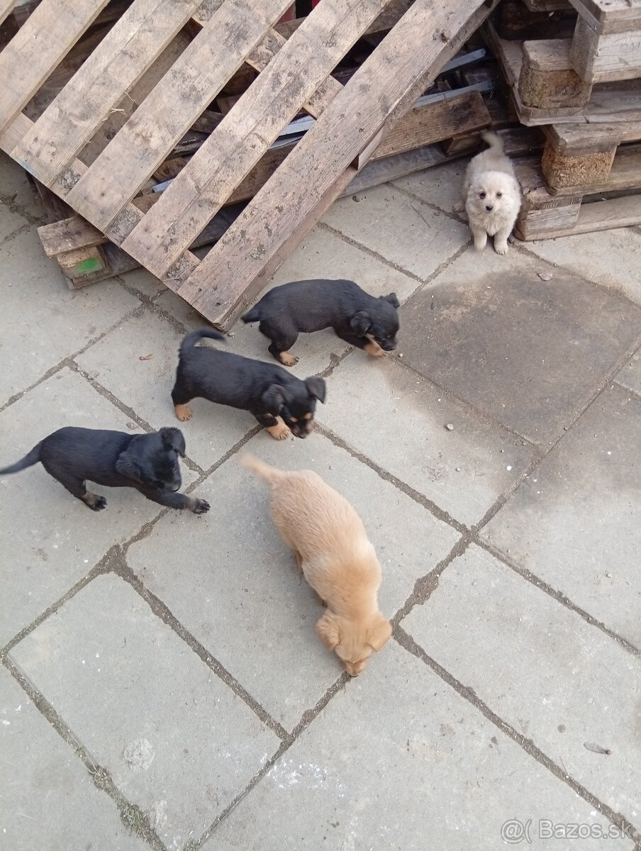 Predám 8-týždnové šteniatka 1 za 20€