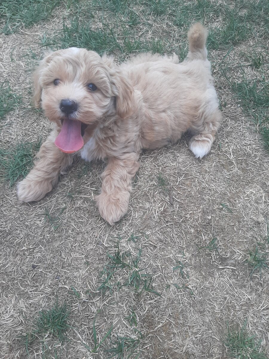 Maltipoo