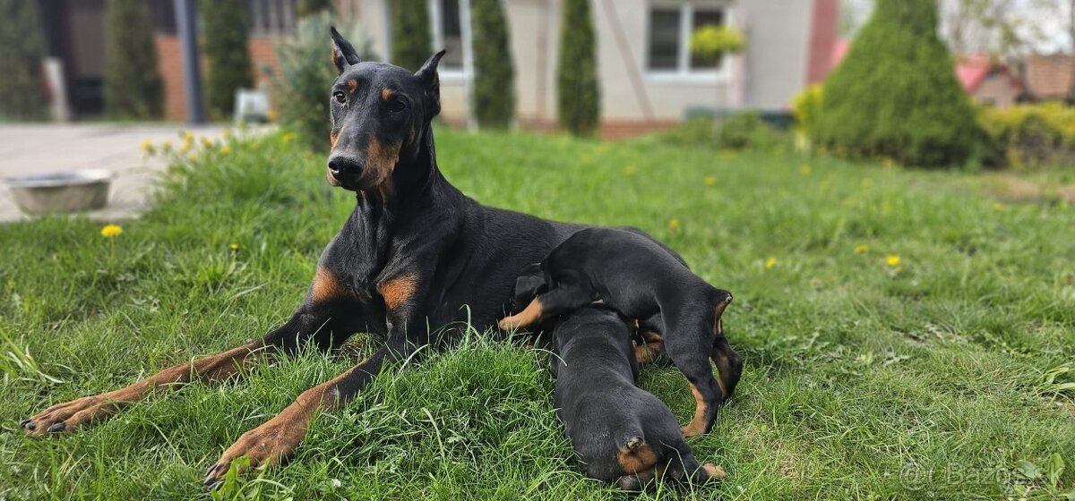 Doberman