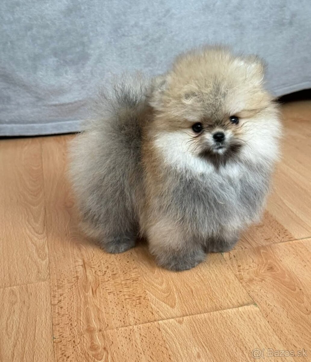 Pomeranian mini