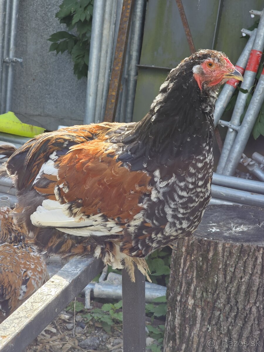 Predám kohútov Brahmanky porcelánovej