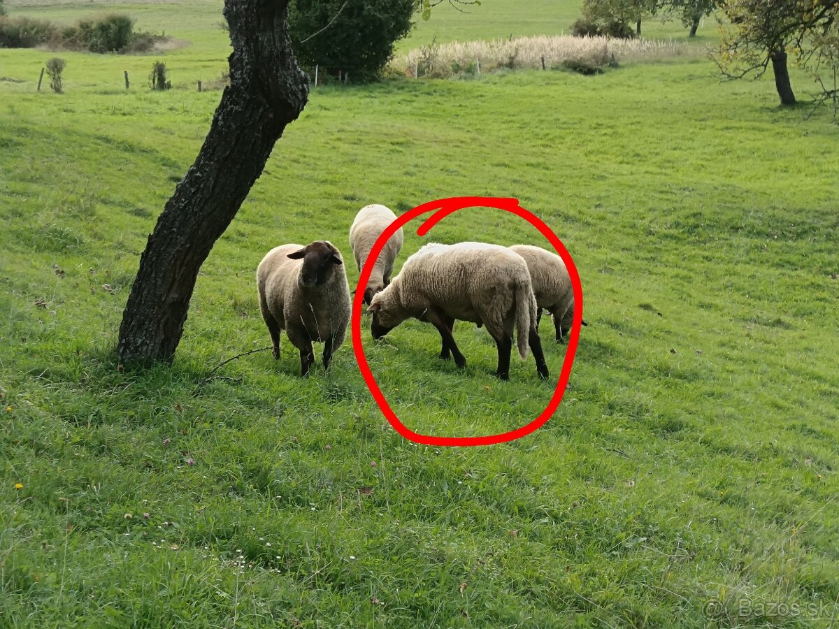 Predám barana
