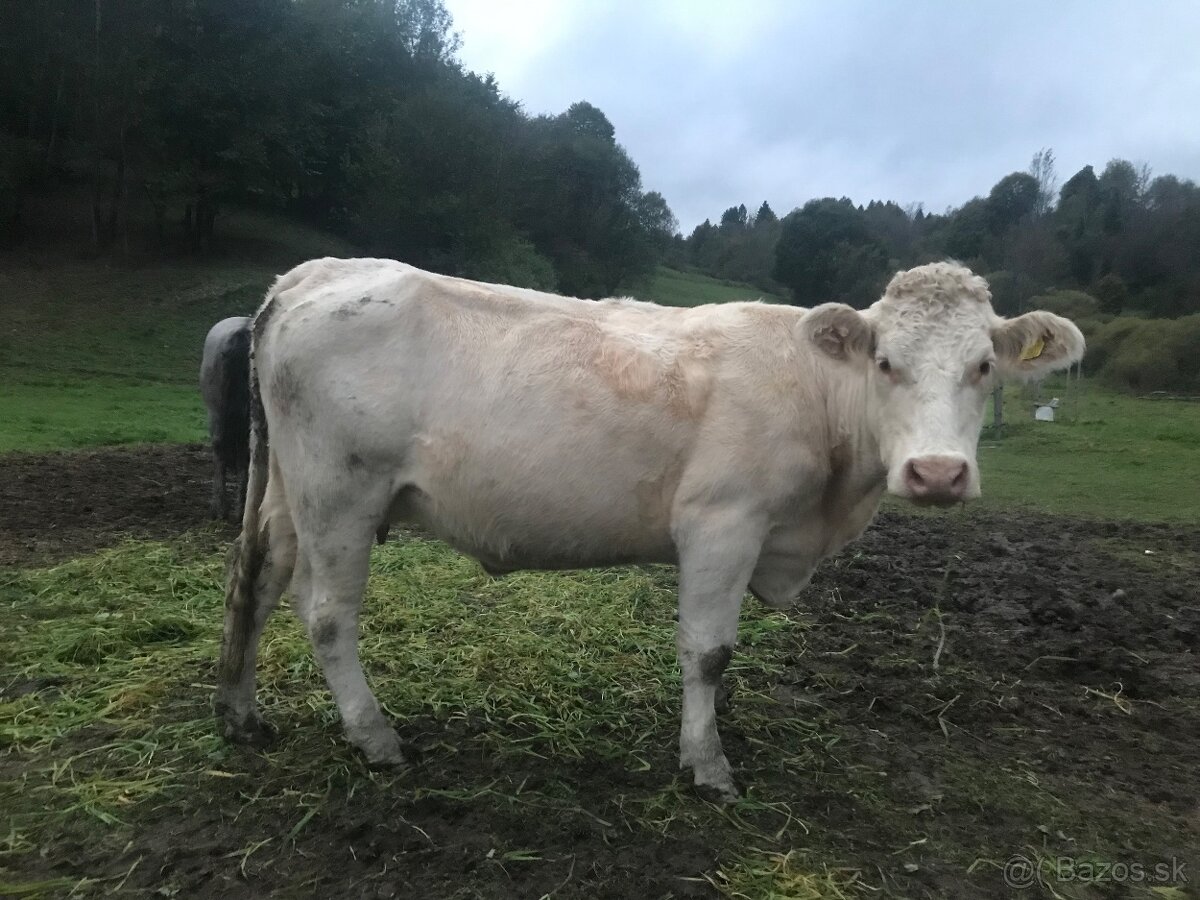 Predám kravy