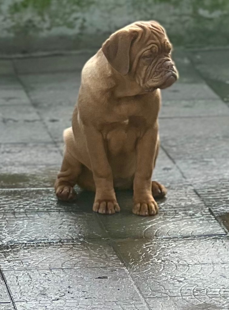 Dogue de Bordeaux s PP holčička Bordeauxská doga