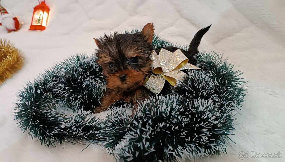 yorkshire terrier mini
