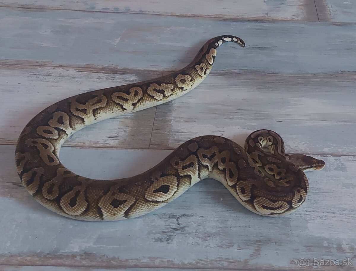 Python Regius