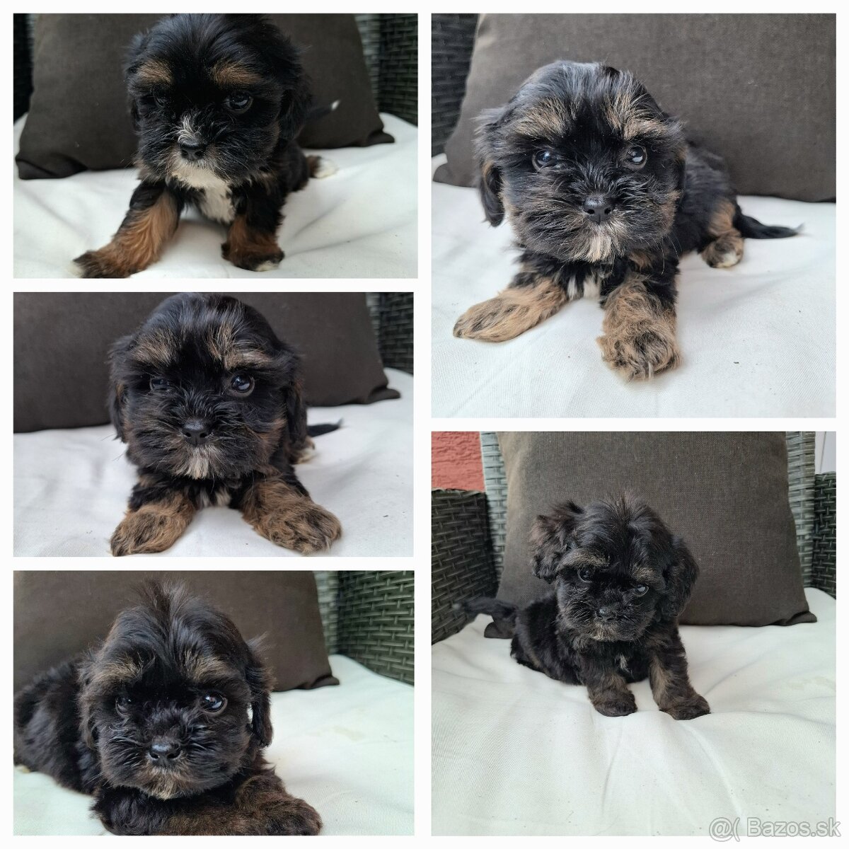 Shih-Poo