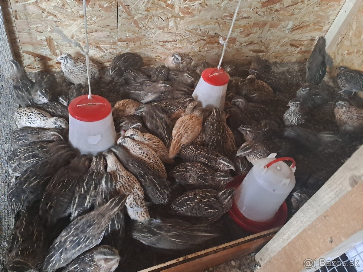 Prepelica