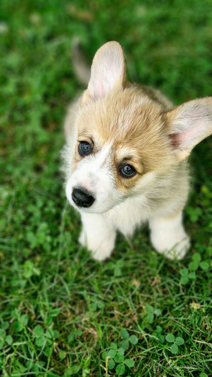 Welsh Corgi Pembroke